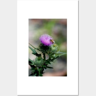 Thistle With Bee Posters and Art